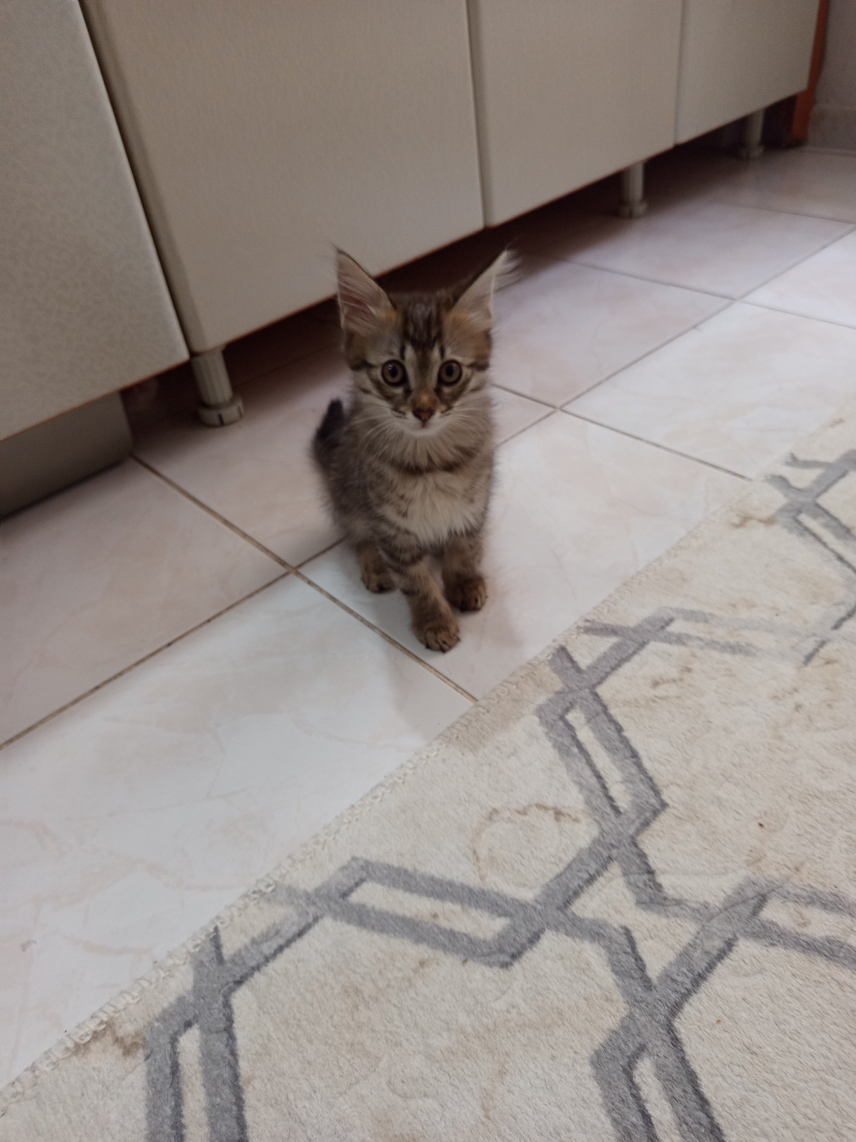 Cücük
