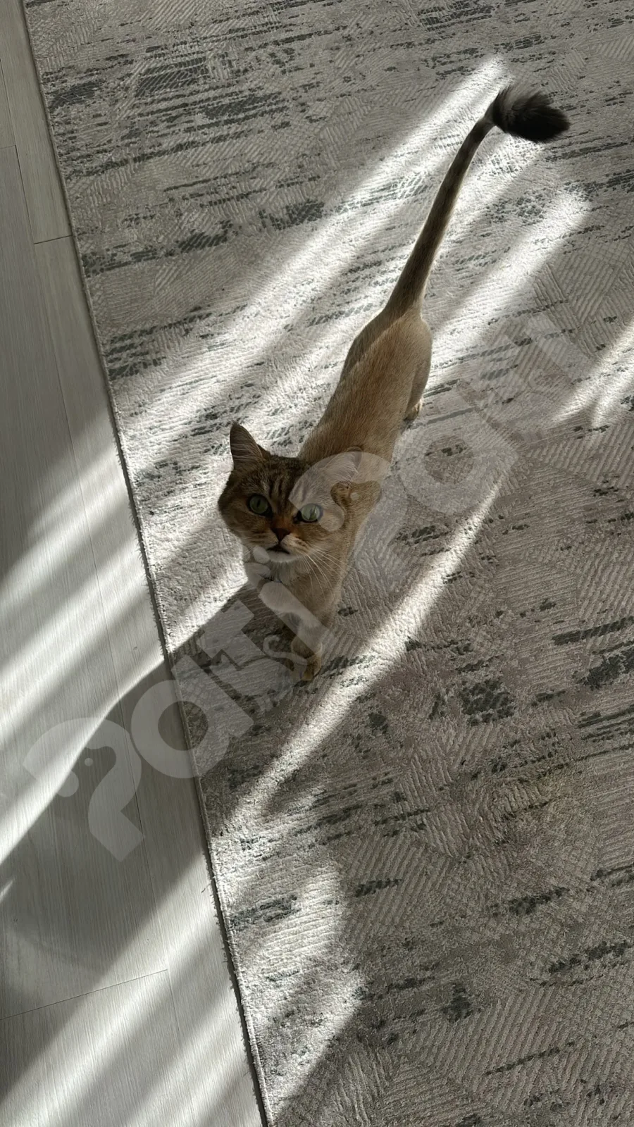Hera