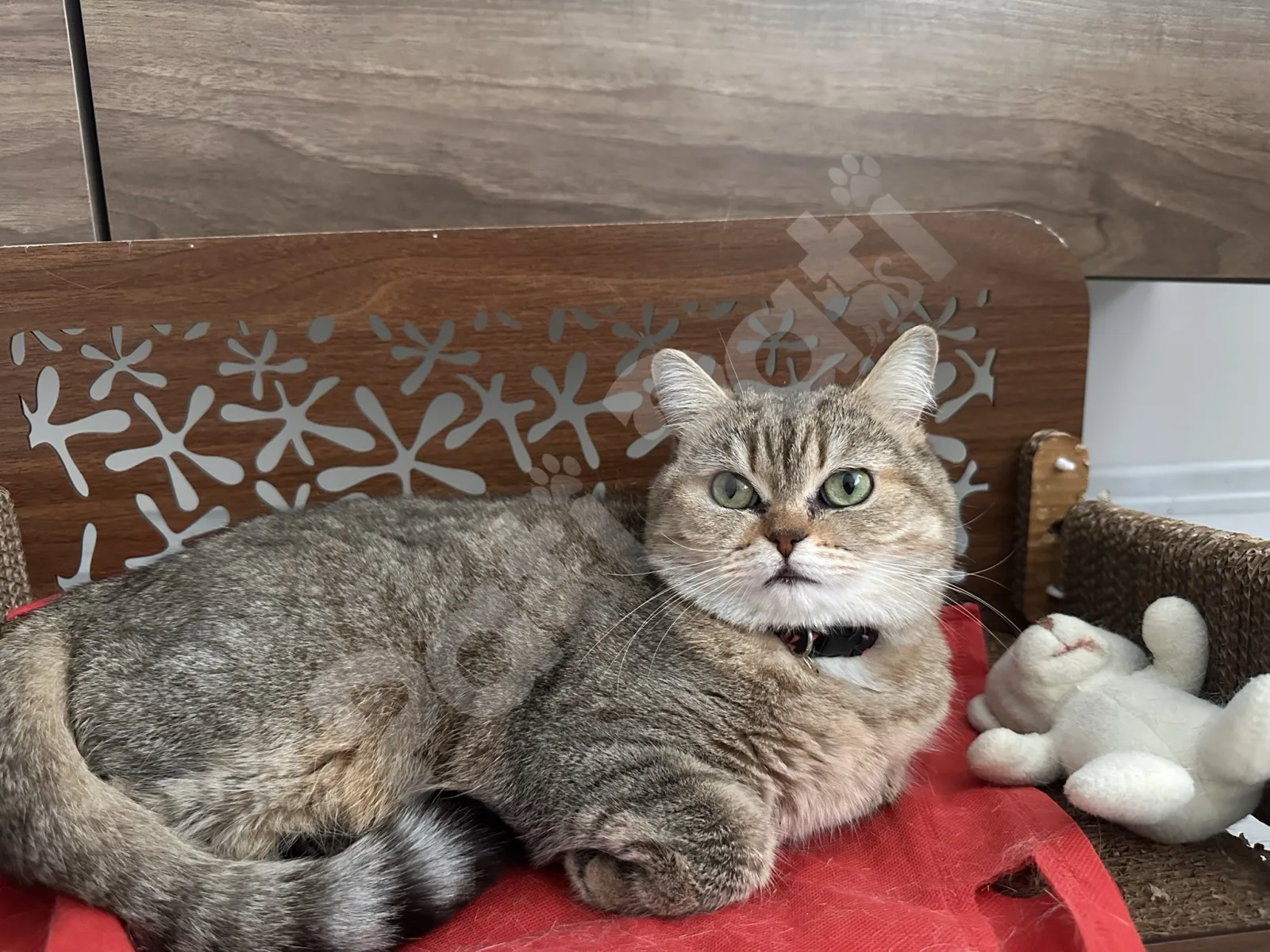 Hera