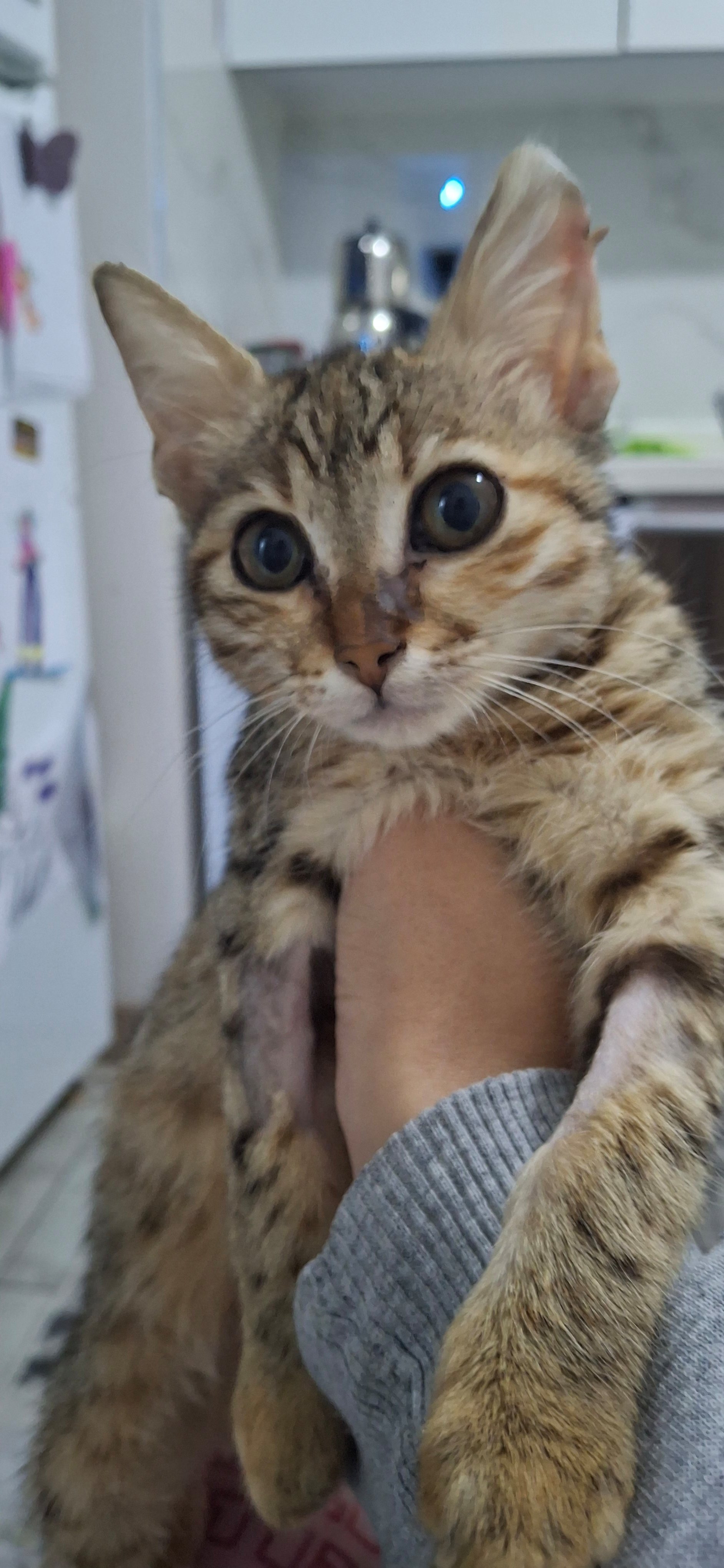 Felix