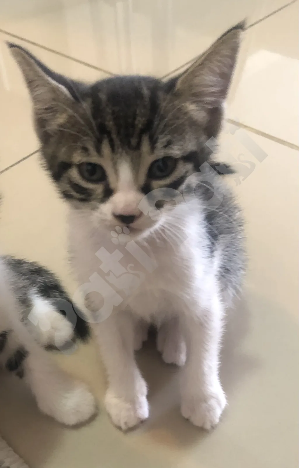 Loki-Luna-Zeytin