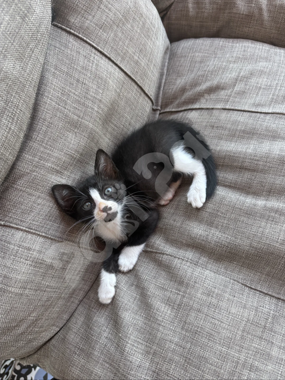 Oreo