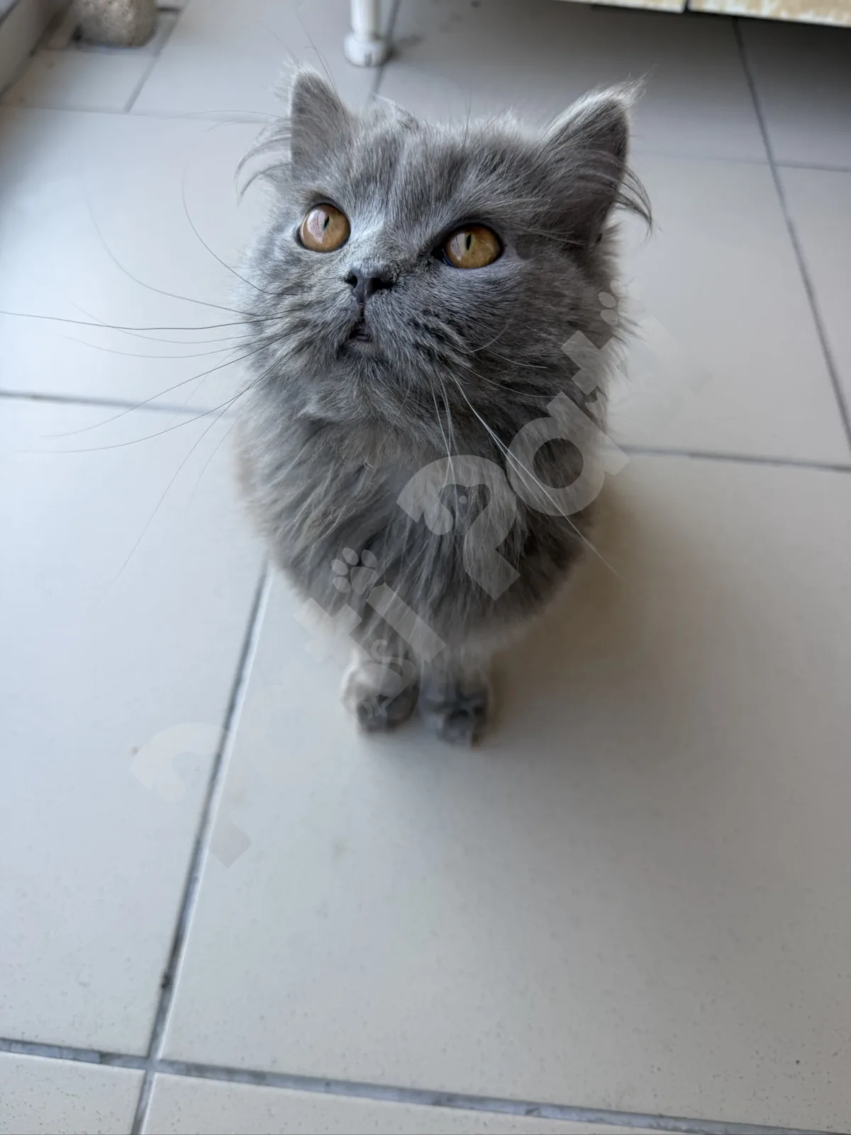 Miya