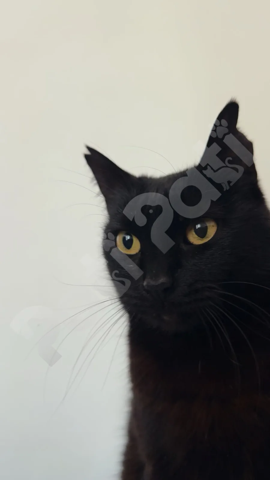 Kedi
