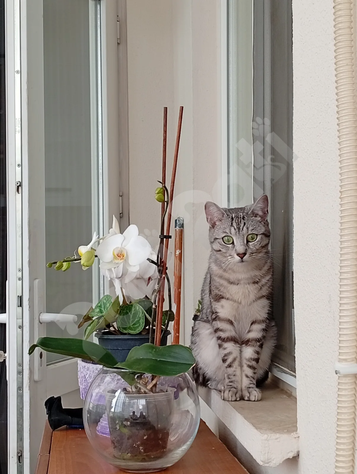 Mia
