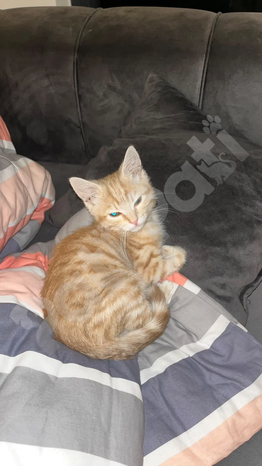 Loki