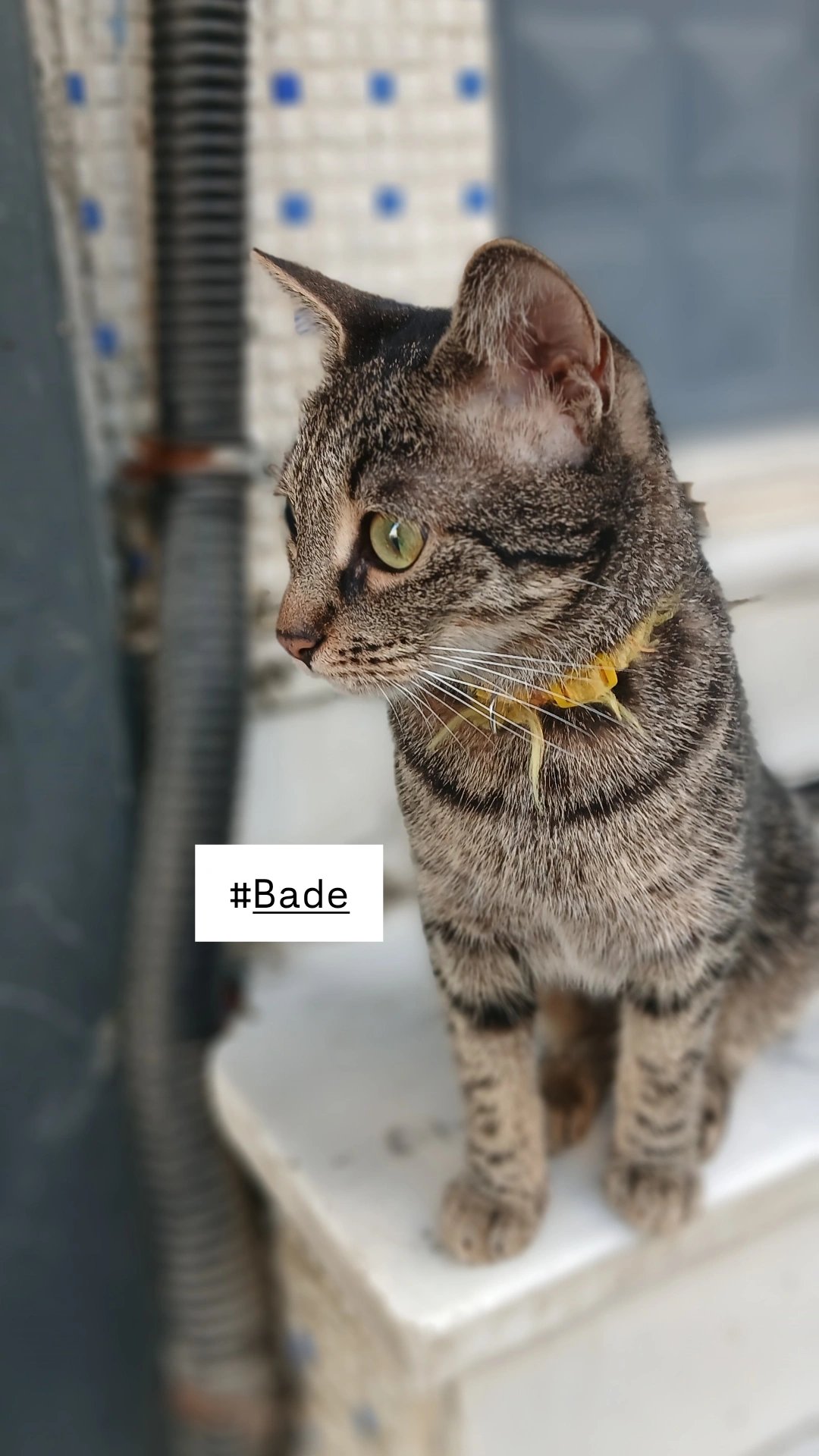 Bade