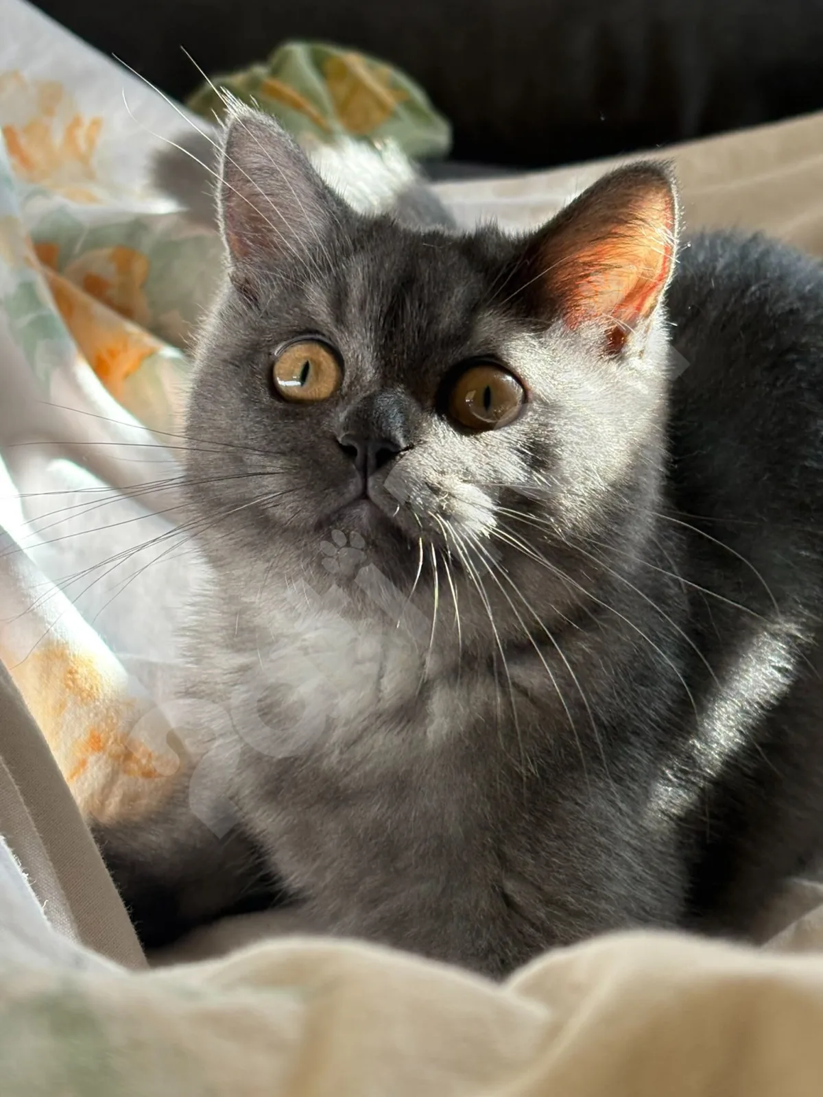 Duman