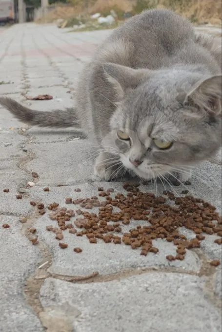 kedi
