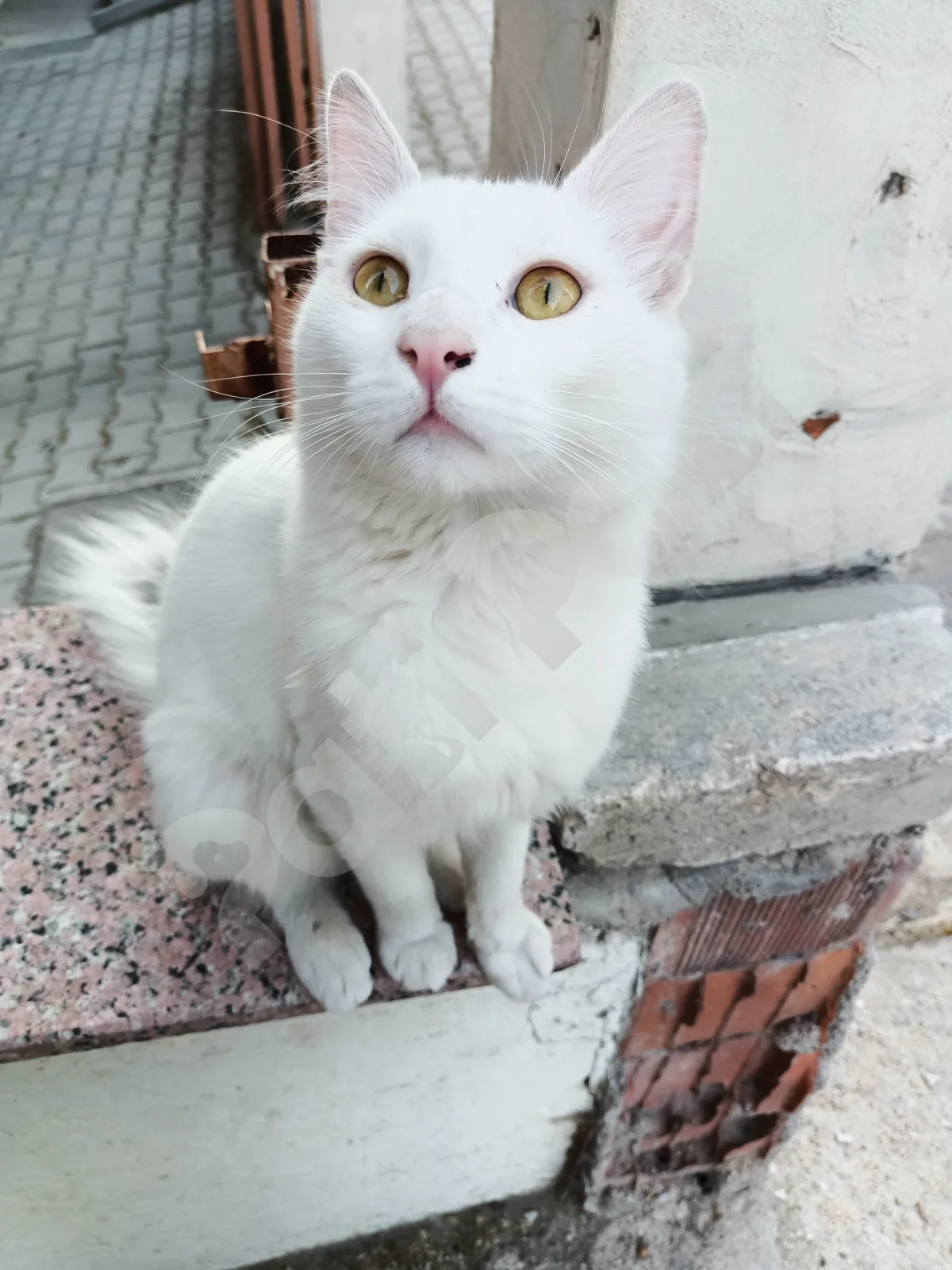 Biz sütlaç dedik