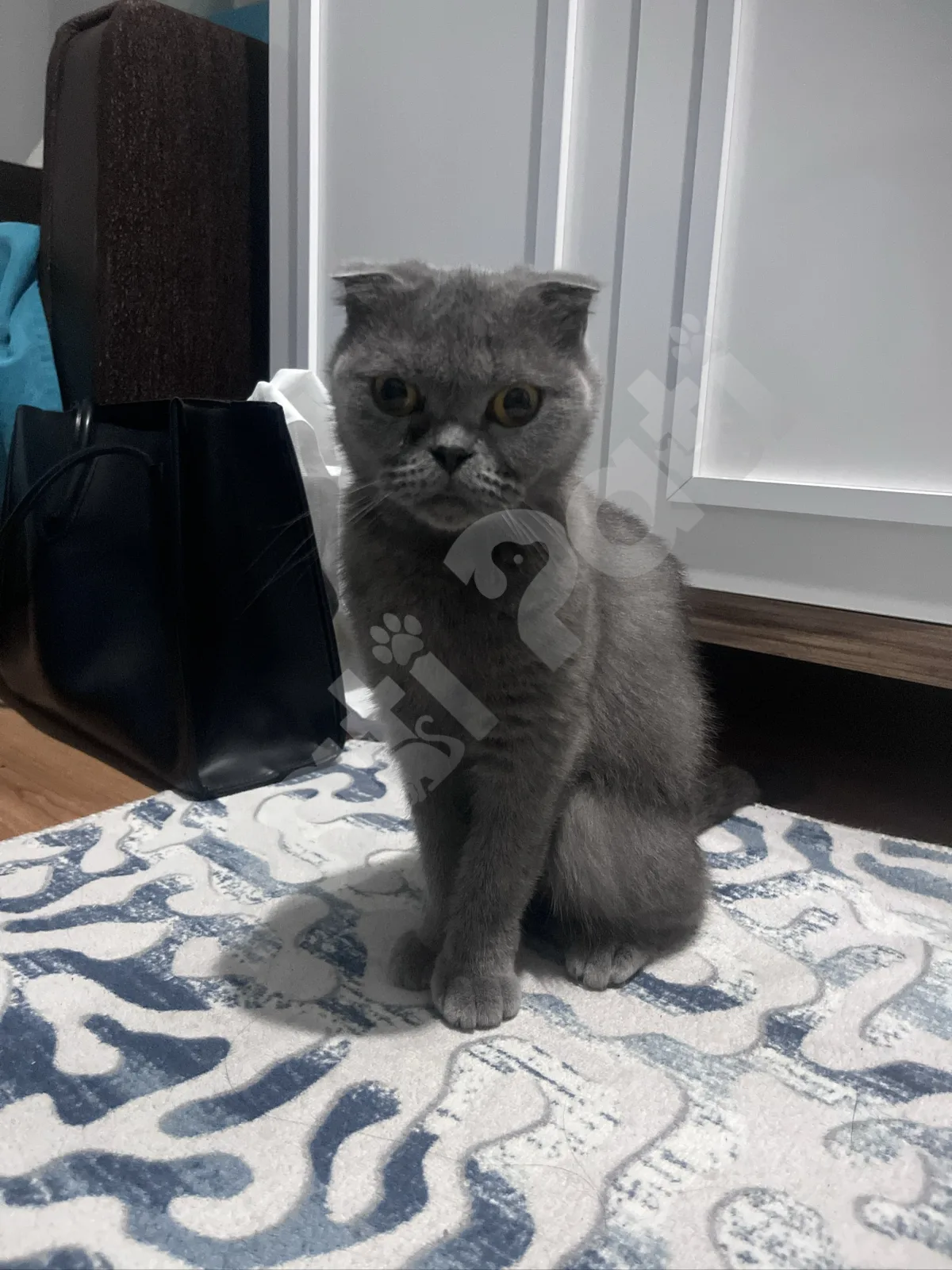 Mia