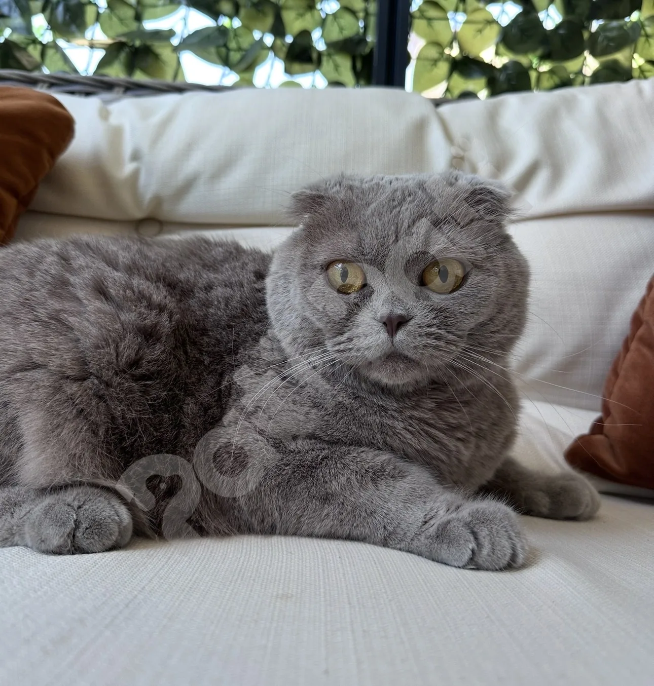 Pamuk