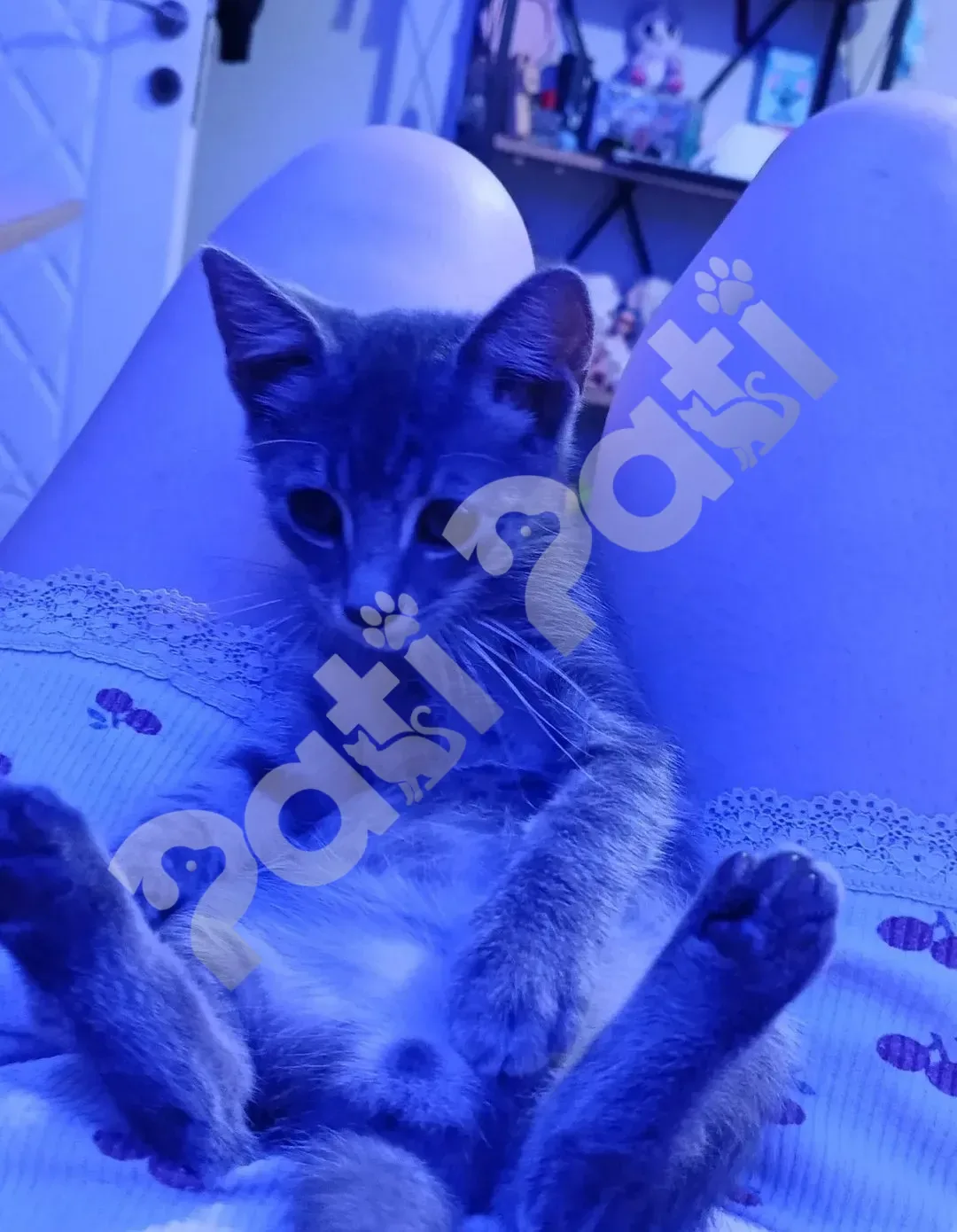 Moçi