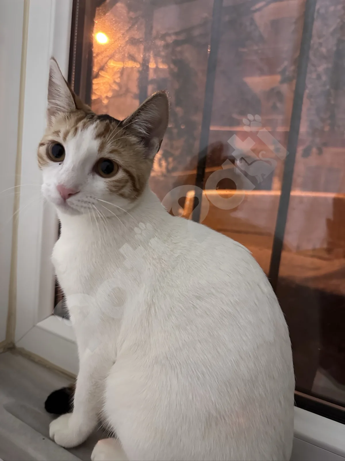MİNNAK