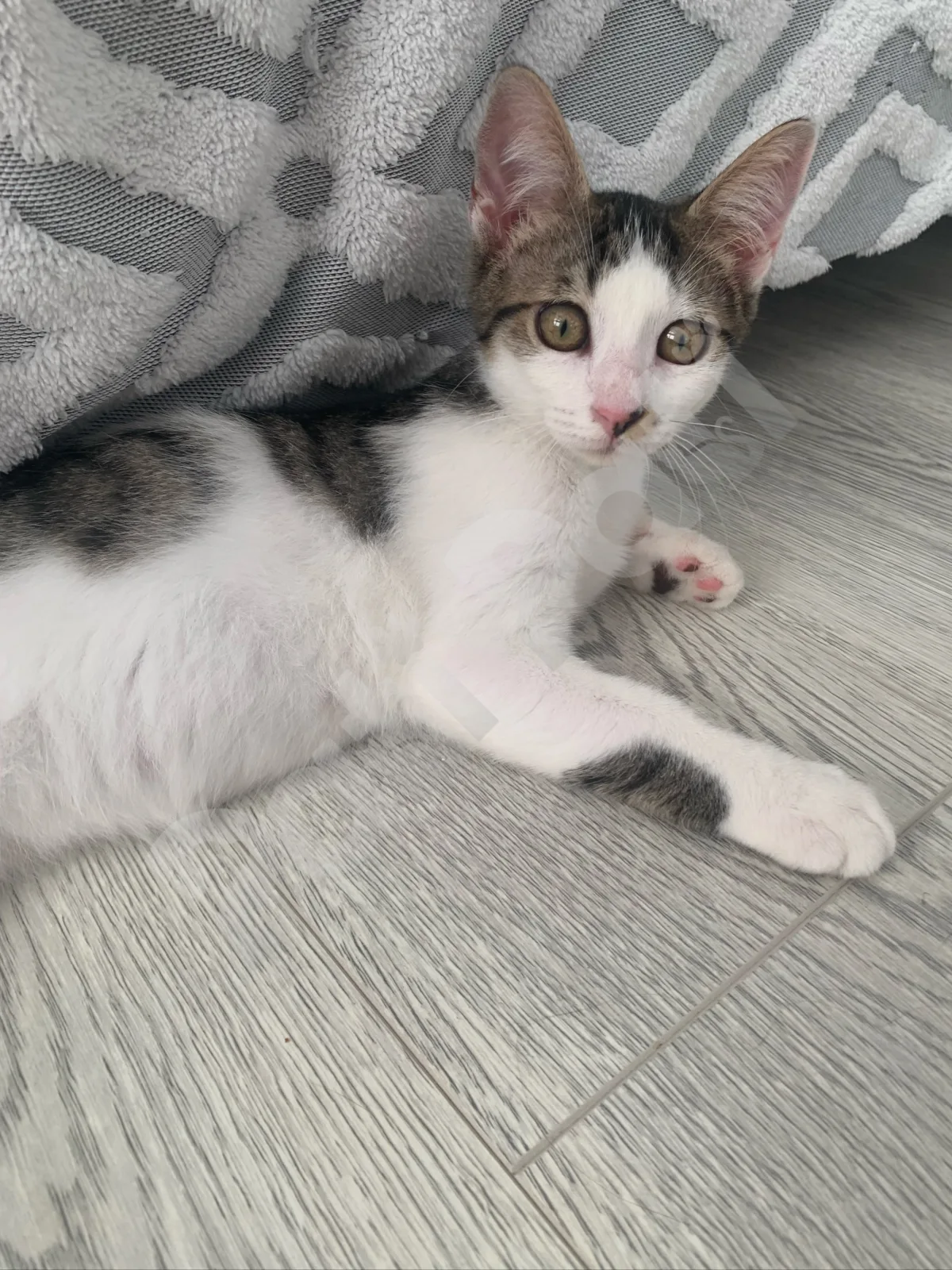 Leo