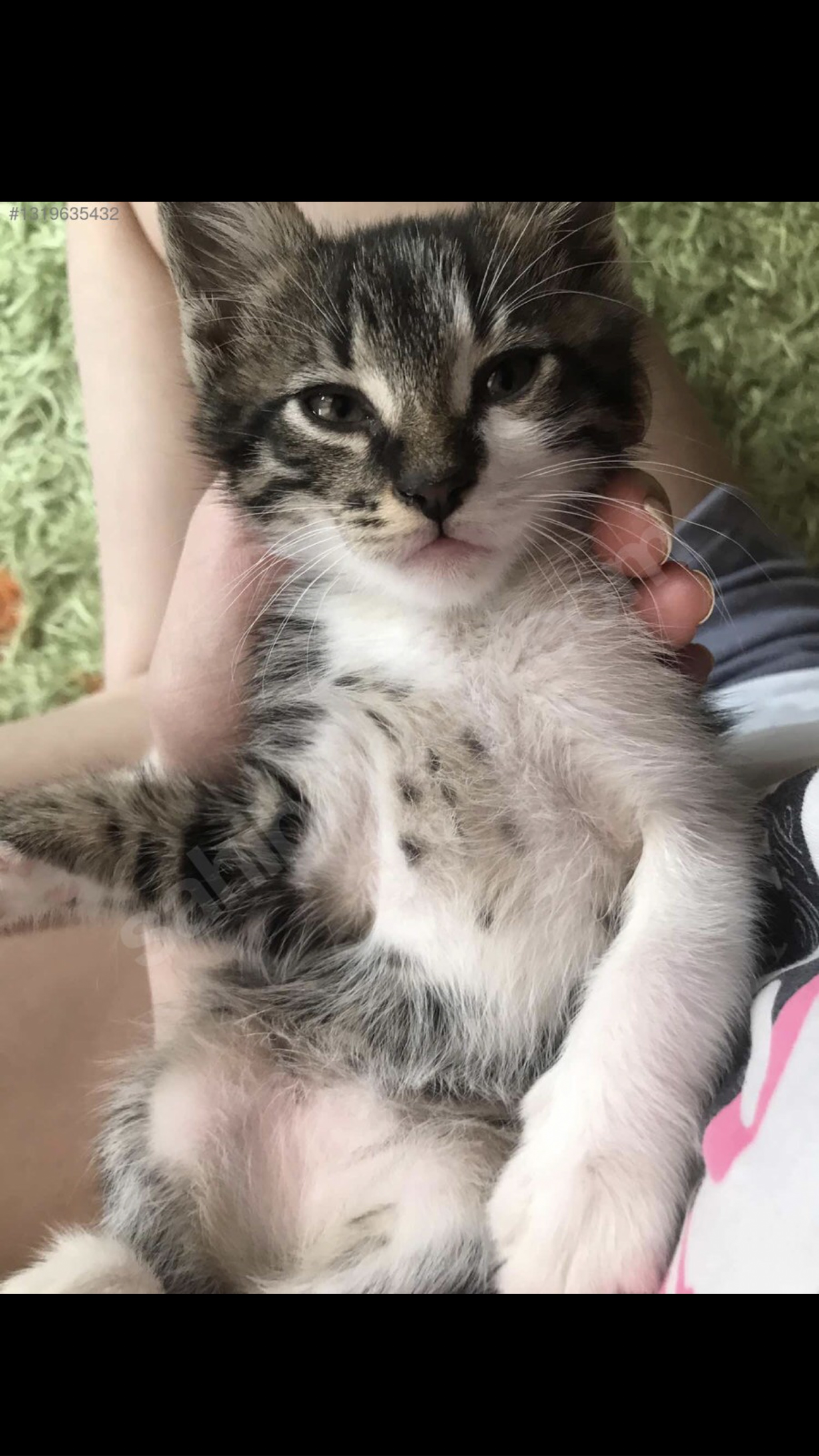 Tom