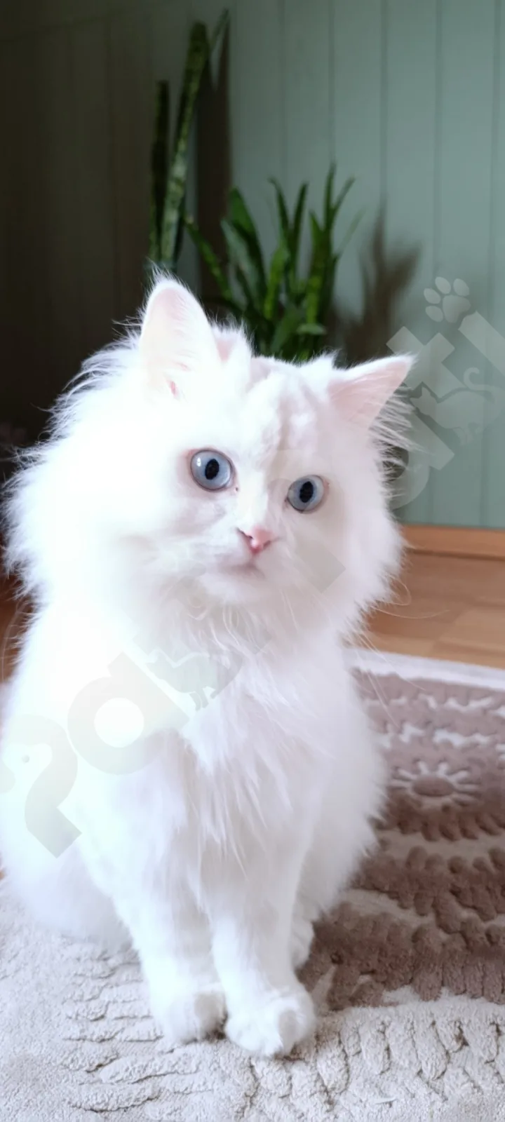 Sültaç
