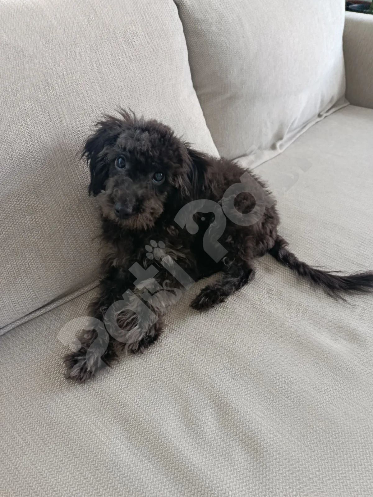 Zeytin