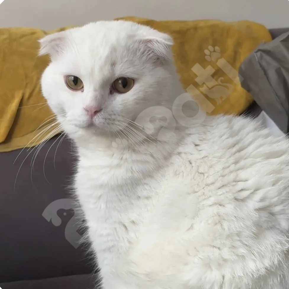 Pamuk