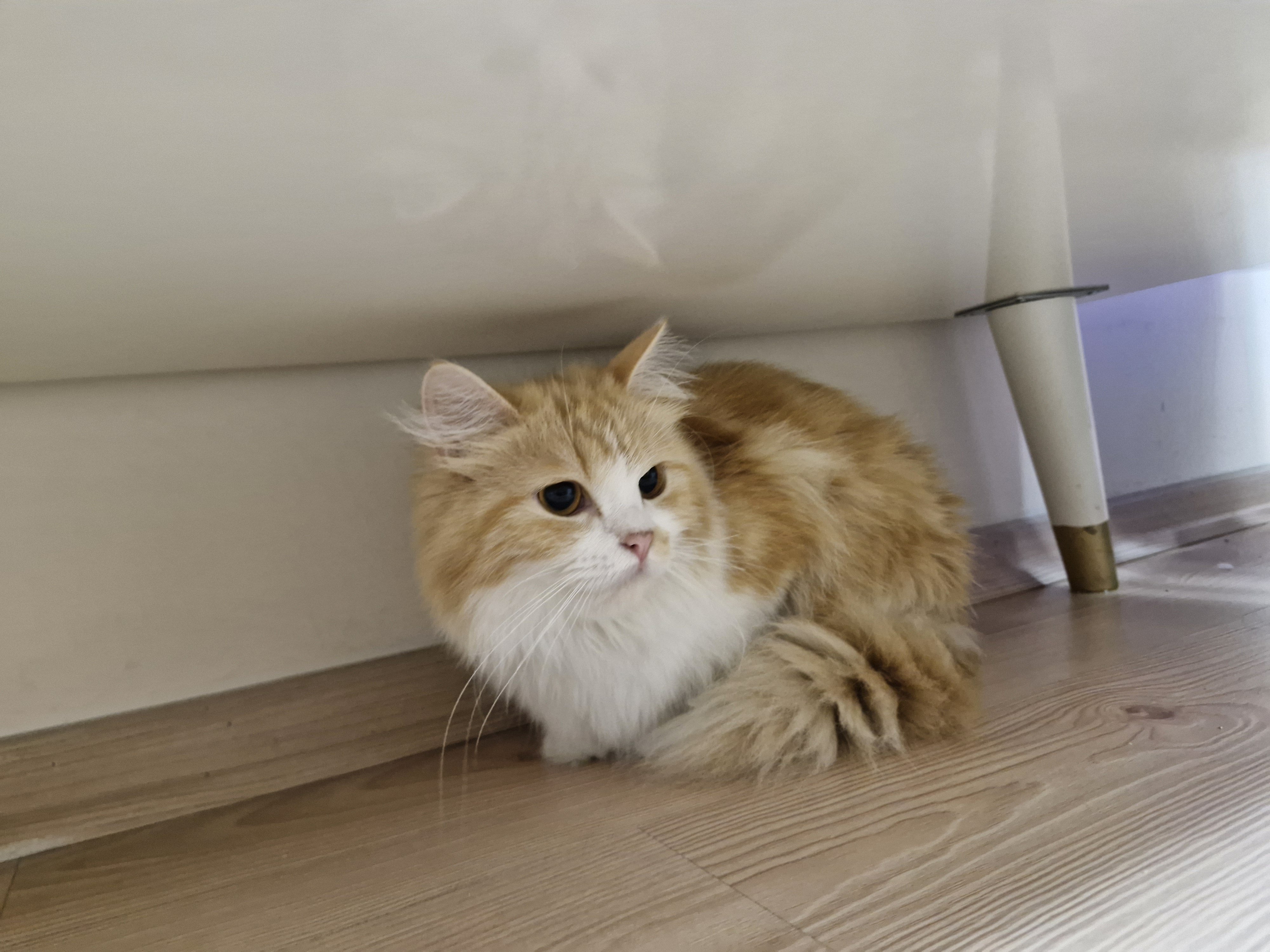 Pamuk