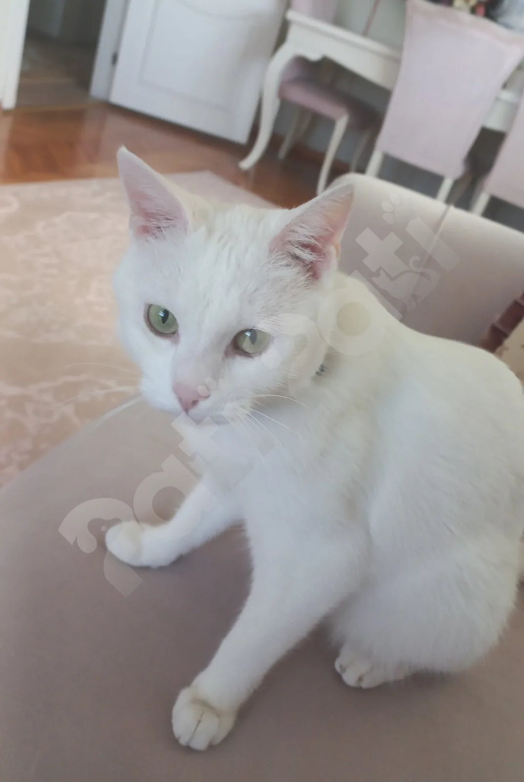 Duman