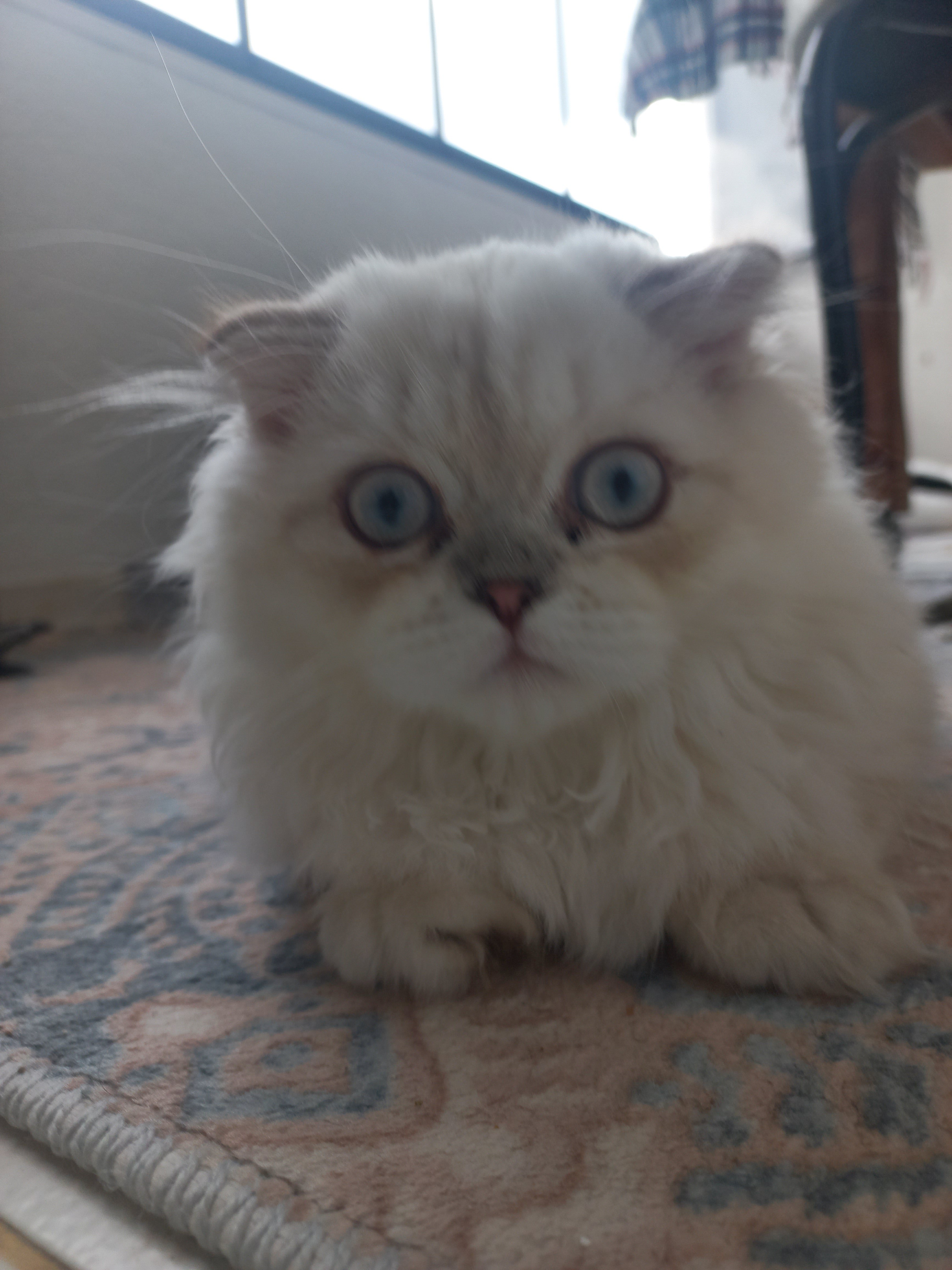 Pamuk