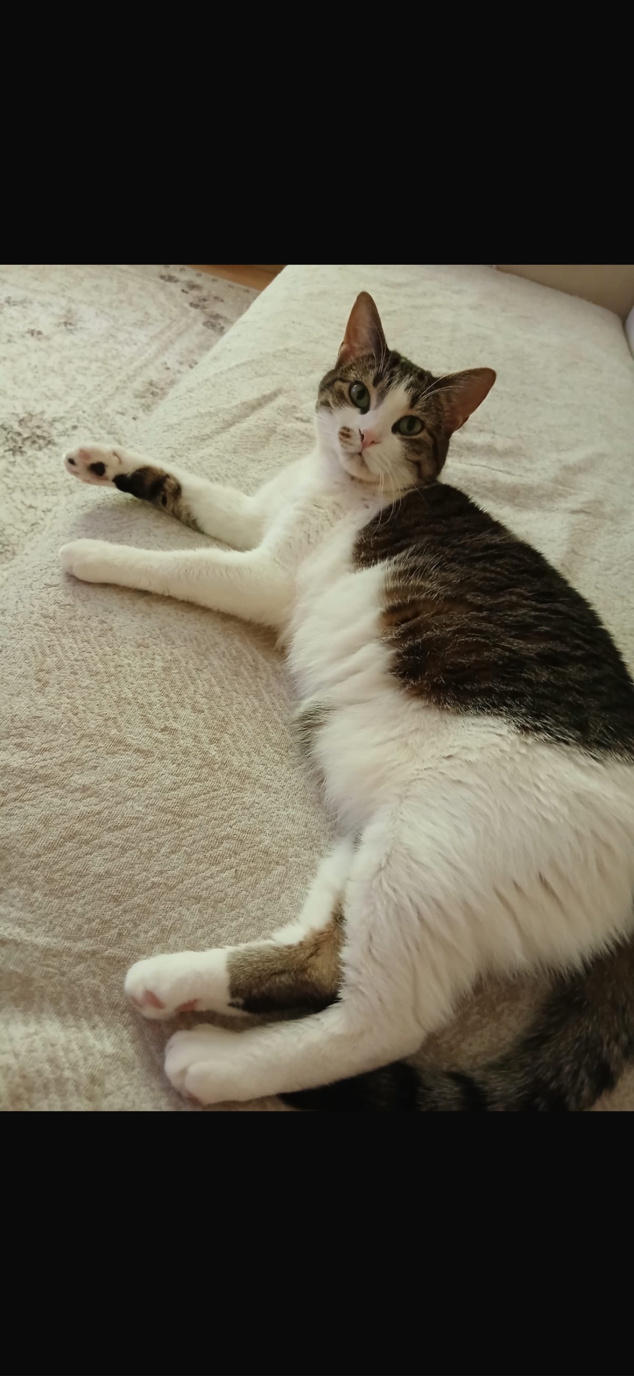 Bal